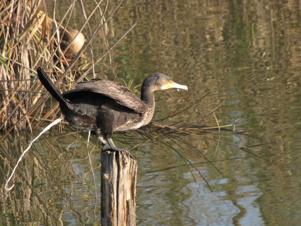 Giovane cormorano